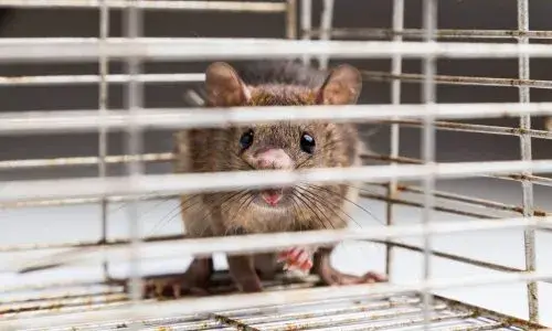Rodent Control