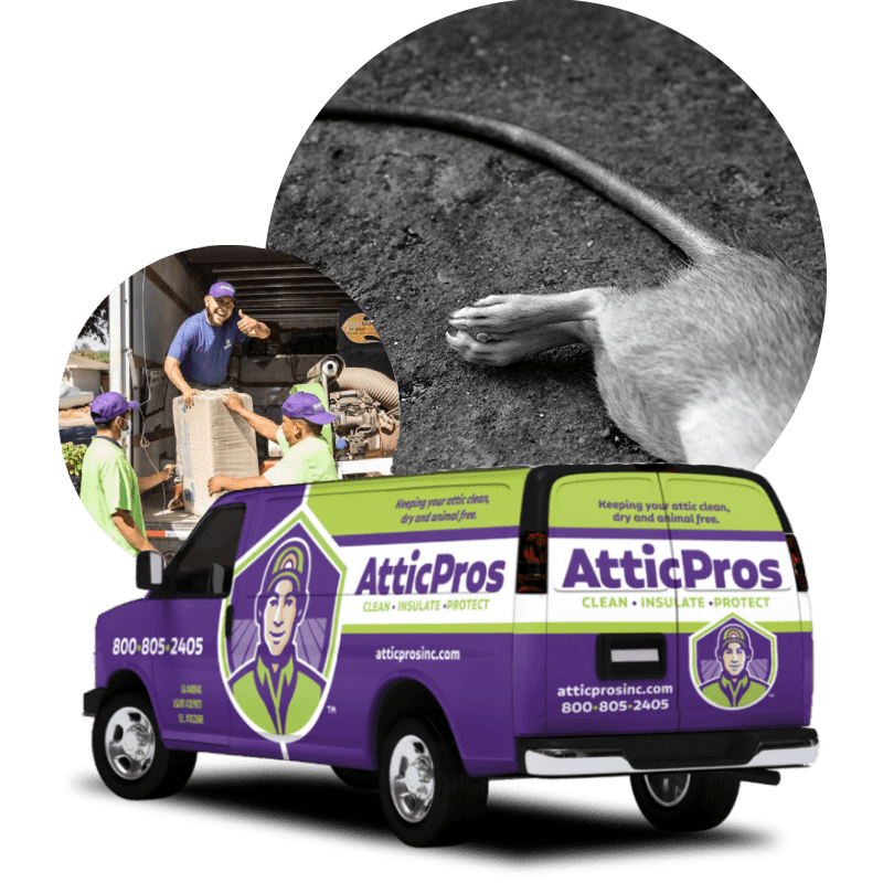 Rodent Removal Antelope